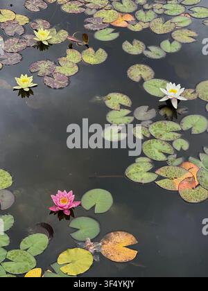 Water lily flowers blooming on a calm pond surface among green pads. Colorful water lily flowers blooming peacefully on dark water surrounded by float Stock Photo
