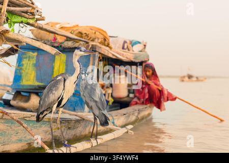 Taunsa, Pakistan - 29 September 2015: View of two grey herons perched on a wooden boat on the Indus River, with a Mohana woman rowing in the backgroun Stock Photo
