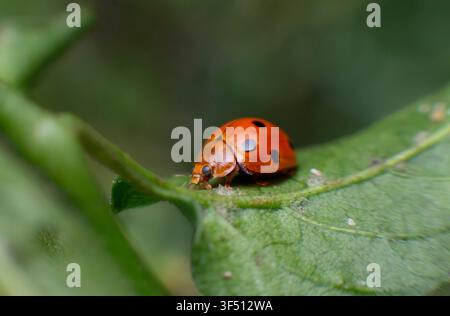 Red Ladybug on Green Leaf Macro Stock Photo