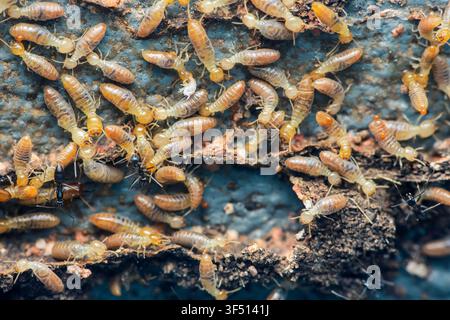 Termite colony workers and soldiers infesting a damaged wooden structure, showing widespread destruction and pest problems. Thailand photography, no g Stock Photo
