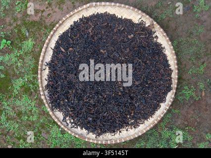 Dried tea leaves collected in a traditional bamboo tray outdoors, suitable for tea production, agriculture, herbal drink, drying process Stock Photo