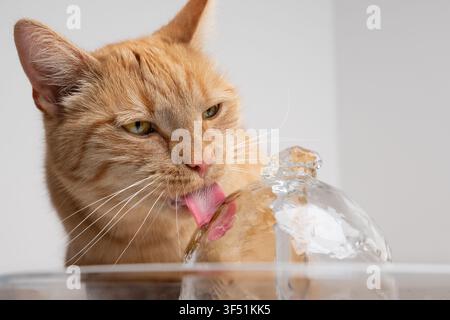 close up of an orange cat drinking fresh water from a glass pet fountain indoors on white background with copy space Stock Photo
