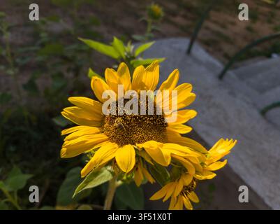 Top view of two honey bees pollinating a fasciated sunflower head, macro close-up of Apis mellifera insects on a double Helianthus annuus disk. Stock Photo