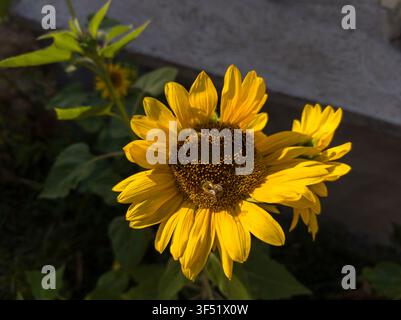 Macro view of two honey bees foraging on a twin fasciated sunflower disk, close-up of Apis mellifera insects on an abnormal Helianthus annuus head. Stock Photo