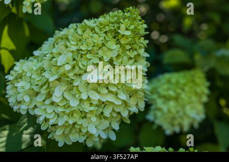 Close-Up of Green Panicle Hydrangea Bloom with Soft Natural Bokeh Stock Photo