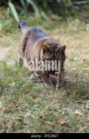 Focused Tabby Cat Walking Through Grass – Domestic Feline Outdoors in Natural Garden Setting Stock Photo