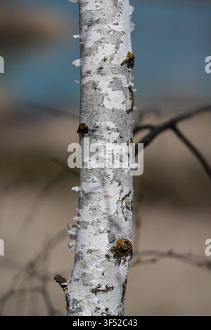 Close-up of a young birch tree trunk. Thin branches without leaves visible. White-gray bark with peeling scales. Natural texture detail. Stock Photo