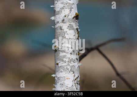 Close-up of a young birch tree trunk. Thin branches without leaves visible. White-gray bark with peeling scales. Natural texture detail. Stock Photo