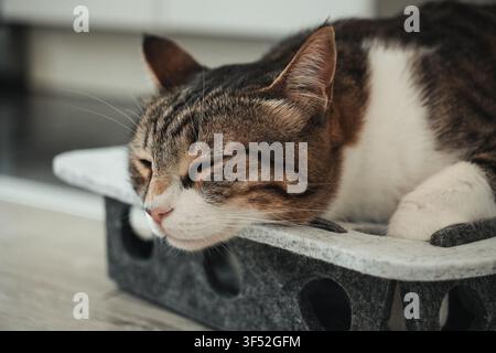 Peaceful tabby domestic cat sleeping on an interactive puzzle toy at home. Cozy indoor lifestyle scene highlighting comfort, relaxation, and everyday Stock Photo