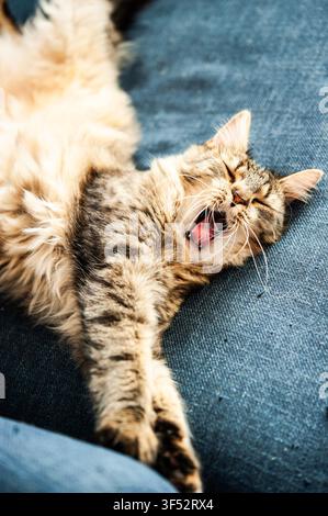 Brown tabby longhair cat yawning while sprawled belly-up on a dark blue sofa, relaxed domestic pet in warm sunlight Stock Photo