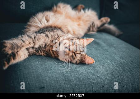 Brown tabby longhair cat sleeping stretched out on a dark blue sofa, peaceful domestic pet resting indoors in soft natural light Stock Photo
