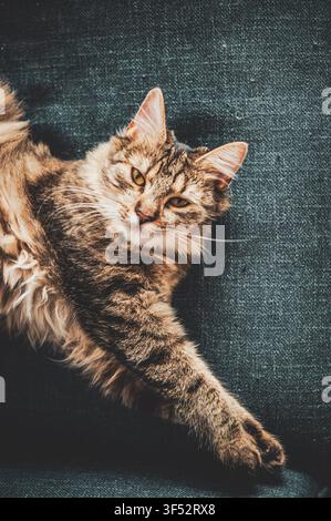 Brown tabby longhair cat reclining on a dark blue sofa and looking at the camera, relaxed pet portrait with copy space Stock Photo