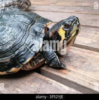 Close up of a yellow-bellied slider turtle resting on a wooden boardwalk surface Stock Photo