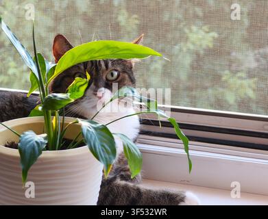 Curious tabby cat peeking through green leaves of a houseplant on a sunny window sill Stock Photo