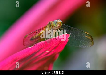 A stunning image of a Red Grasshawk (Common Parasol) dragonfly taken in Kuala Lumpur, Malaysia, on a sunny day while sitting on a pink leaf Stock Photo