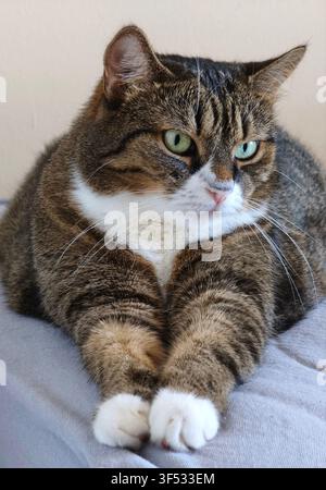 Large tabby cat with white chest and paws resting comfortably on a grey cushion with paws extended forward Stock Photo
