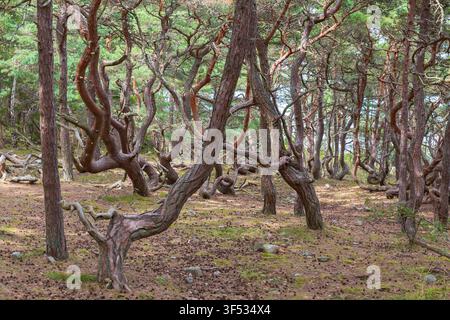 Old gnarled pine trees in a primeval forest Stock Photo