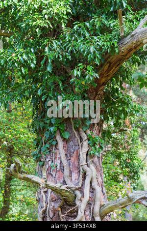 Ivy growing on a tree trunk in a forest Stock Photo