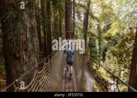 Family walking on a suspension bridge in a redwood forest Stock Photo