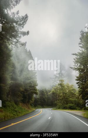 Empty winding road through a foggy forest Stock Photo