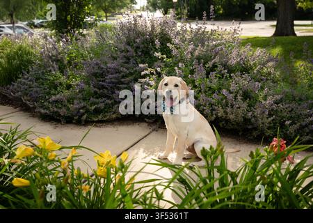 Happy yellow labrador puppy sits on a park path Stock Photo
