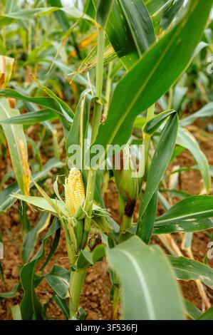 Corn cob growing on a maize plant in a field Stock Photo