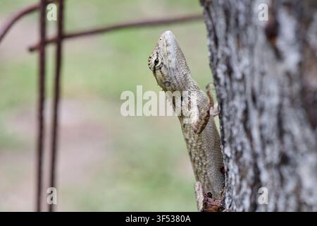 Oriental Garden Lizard Climbing on Tree Trunk Stock Photo