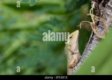 Oriental Garden Lizard Climbing on Tree Trunk Stock Photo