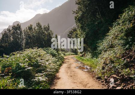 Sunlit dirt road winds through a lush mountain forest on Larano Trail Stock Photo