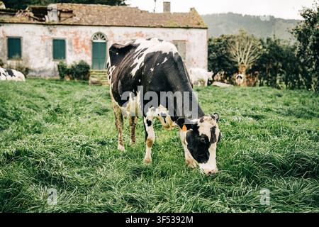 Holstein cow grazing in pasture with old farmhouse Stock Photo