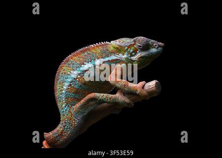 A chameleon panther perched on a tree trunk with a black background Stock Photo