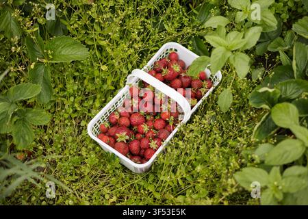 Looking down on fresh picked strawberries in basket resting in g Stock Photo