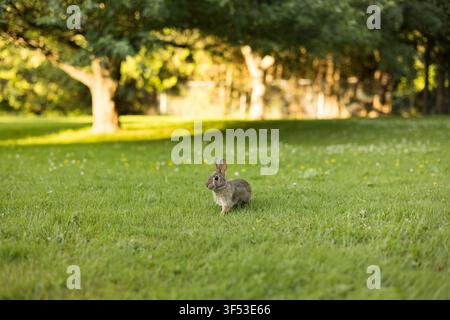 Eastern cottontail rabbit grazing on flowers in grassy yard Stock Photo