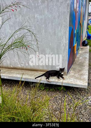 A black and white cat relaxing on a concrete ledge outside 274 Coffee shop in Indonesia, next to a colorful vibrant mural wall. Stock Photo