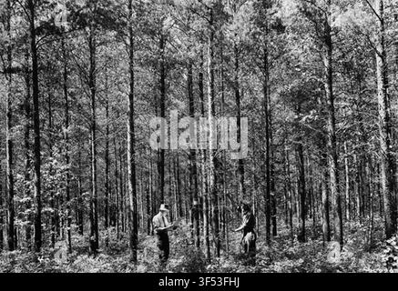 A 30-year-old jack pine stand, in a photograph from the Records of the Forest Service, Historic Photographs. Stock Photo