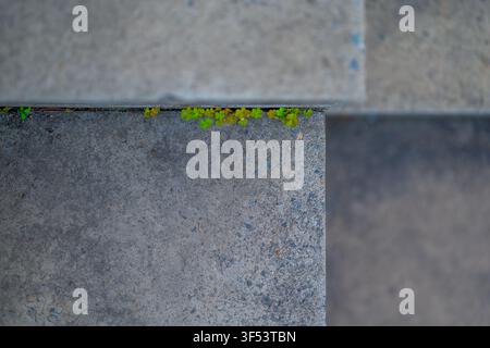 Tiny green sprouts growing between the textured concrete steps of the Yoonseul public art installation in Mallidong, Seoul. Stock Photo
