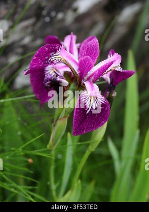 Blue Flag Iris, Iris versicolor 'Kermesina', Iridaceae. North American Hybrid. Iris versicolor 'Kermesina' is a marginal aquatic plant. Stock Photo