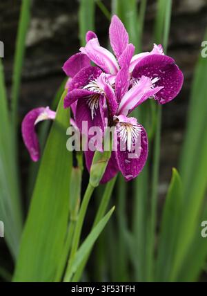 Blue Flag Iris, Iris versicolor 'Kermesina', Iridaceae. North American Hybrid. Iris versicolor 'Kermesina' is a marginal aquatic plant. Stock Photo