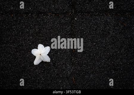 A single white flower fallen on dark asphalt pavement, creating a minimalist abstract composition in Mallidong, Seoul. Stock Photo