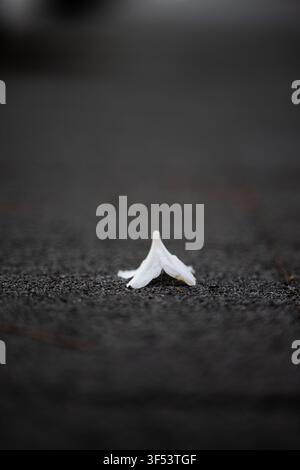 A single white flower fallen on dark asphalt pavement, creating a minimalist abstract composition in Mallidong, Seoul. Stock Photo