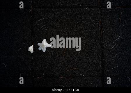 A single white flower fallen on dark asphalt pavement, creating a minimalist abstract composition in Mallidong, Seoul. Stock Photo