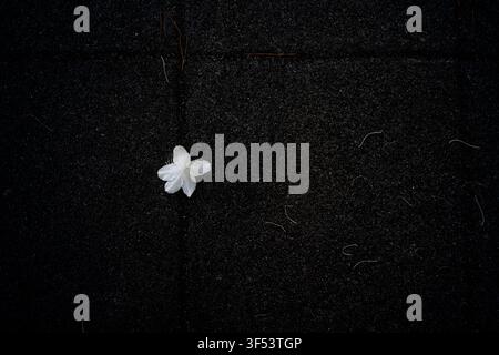 A single white flower fallen on dark asphalt pavement, creating a minimalist abstract composition in Mallidong, Seoul. Stock Photo