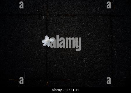 A single white flower fallen on dark asphalt pavement, creating a minimalist abstract composition in Mallidong, Seoul. Stock Photo