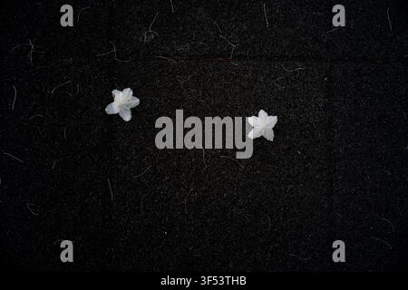 White flowers fallen on dark asphalt pavement, creating a minimalist abstract composition in Mallidong, Seoul. Stock Photo