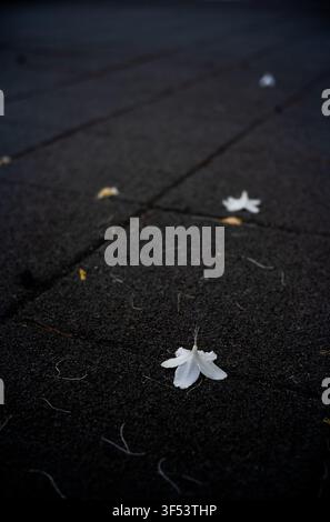 White flowers fallen on dark asphalt pavement, creating a minimalist abstract composition in Mallidong, Seoul. Stock Photo