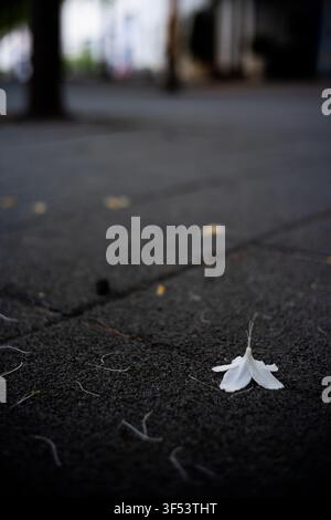 White flowers fallen on dark asphalt pavement, creating a minimalist abstract composition in Mallidong, Seoul. Stock Photo