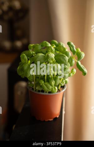 young potted basil plant on an indoor windowsill in a cozy kitchen, vibrant glossy green leaves illuminated by warm soft sunlight, shallow depth-of-fi Stock Photo