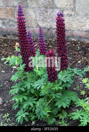 Lupin 'Masterpiece', Lupinus polyphyllus 'Masterpiece', Fabaceae. North and South America.  Lupin 'Masterpiece' (Lupinus polyphyllus 'Masterpiece'). Stock Photo