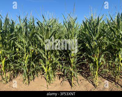 Agricultural landscape, farm field of maize planted in rows, in flower with cobs forming, Somerset, England Stock Photo