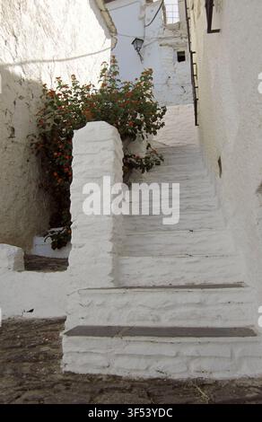 Typical alleyway with steps and whitewashed stone walls adorned with plants in the white village of Bubion, Alpujarra of Granada, Andalusia,  Spain. Stock Photo